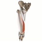 Vastus medialis muscle 3D