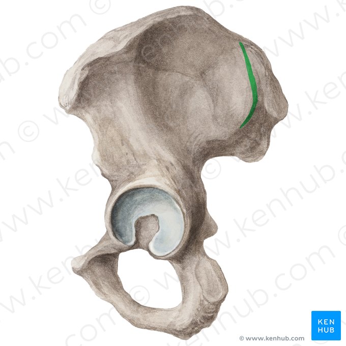 Linea glutea posterior ossis ilii (Hintere Gesäßlinie); Bild: Liene Znotina