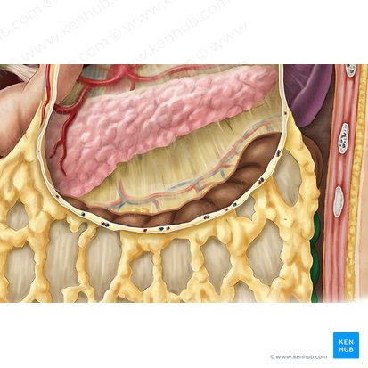 Descending colon (Colon descendens); Image: Esther Gollan