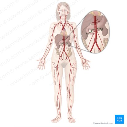 Artéria renal (Arteria renalis); Imagem: Begoña Rodriguez