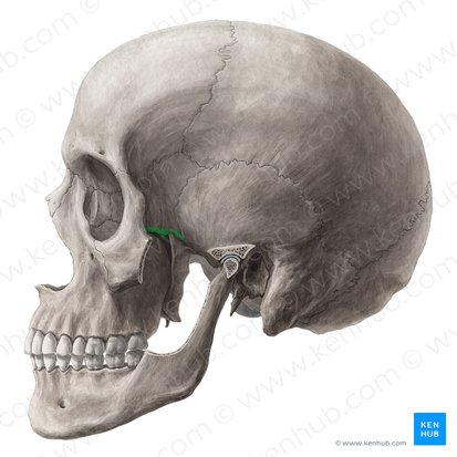 Crista infratemporal do osso esfenoide (Crista infratemporalis ossis sphenoidalis); Imagem: Yousun Koh