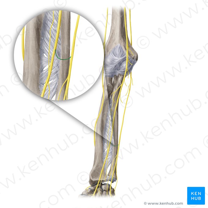 Ramo comunicante ulnar do nervo mediano (Ramus communicans ulnaris nervi mediani); Imagem: Yousun Koh