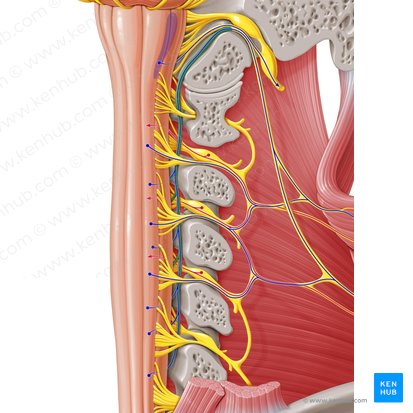 Spinal root of accessory nerve (Radix spinalis nervi accessorii); Image: Paul Kim