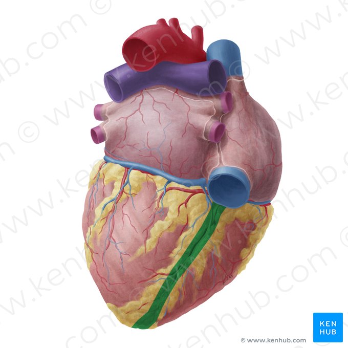 Inferior interventricular sulcus (Sulcus interventricularis inferior); Image: Yousun Koh
