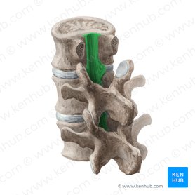 Posterior longitudinal ligament (Ligamentum longitudinale posterius); Image: Liene Znotina
