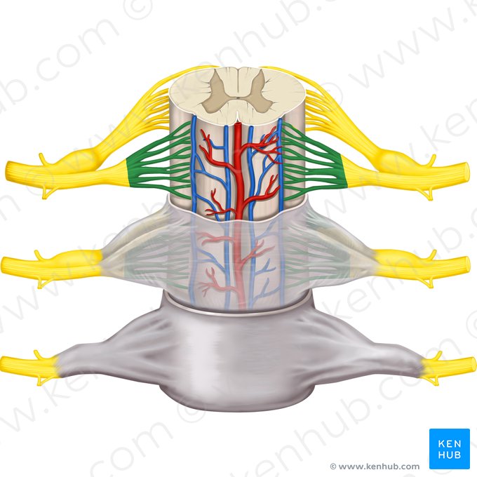 Radículas da raiz anterior (Radiculae radicis anterioris); Imagem: Rebecca Betts