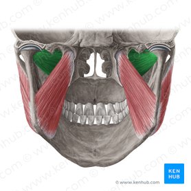 Músculo pterigóideo lateral (Musculus pterygoideus lateralis); Imagem: Yousun Koh