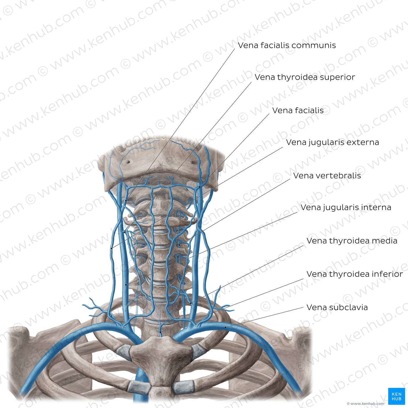 Vena Jugularis Externa Anatomie Verlauf Und Klinik Kenhub