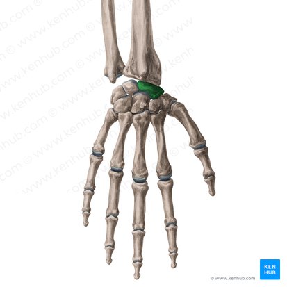 Scaphoid bone (Os scaphoideum); Image: Yousun Koh