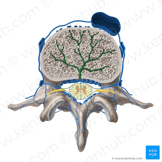 Basivertebral veins (Venae basivertebrales); Image: Paul Kim