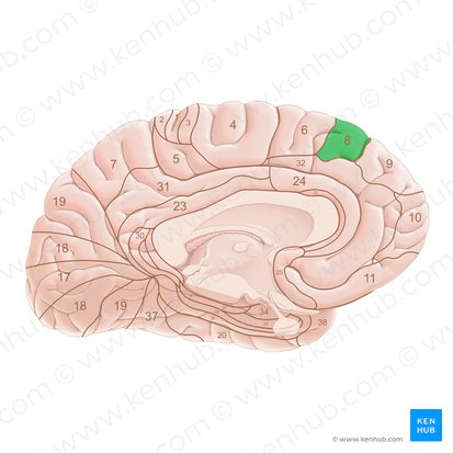 Brodmann area 8 (Area Brodmann 8); Image: Paul Kim