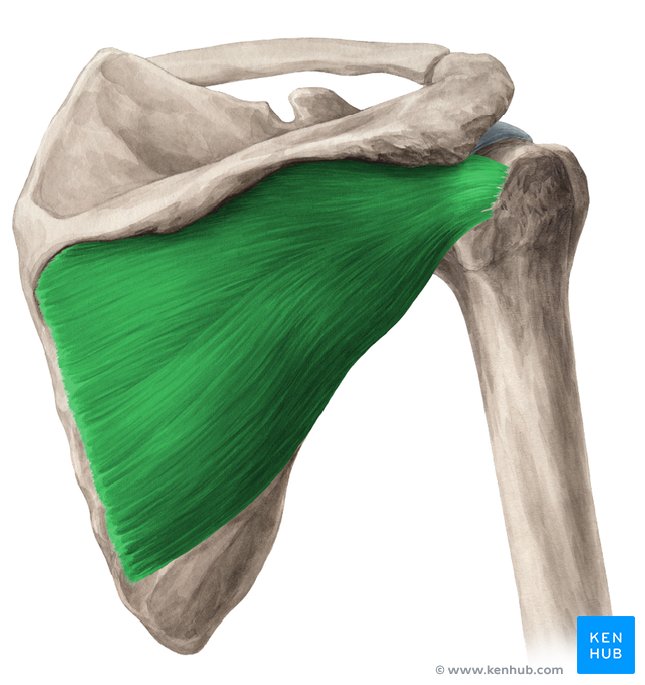 Musculus кист