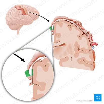 Motor cortex of ankle (Cortex motorius regionis tarsalis); Image: Paul Kim