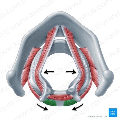 Ação do músculo cricoaritenóideo posterior (Functio musculi cricoarytenoidei posterioris); Imagem: Paul Kim