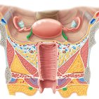 Ligamentum teres uteri
