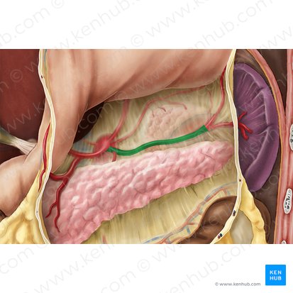 Splenic artery (Arteria splenica); Image: Esther Gollan