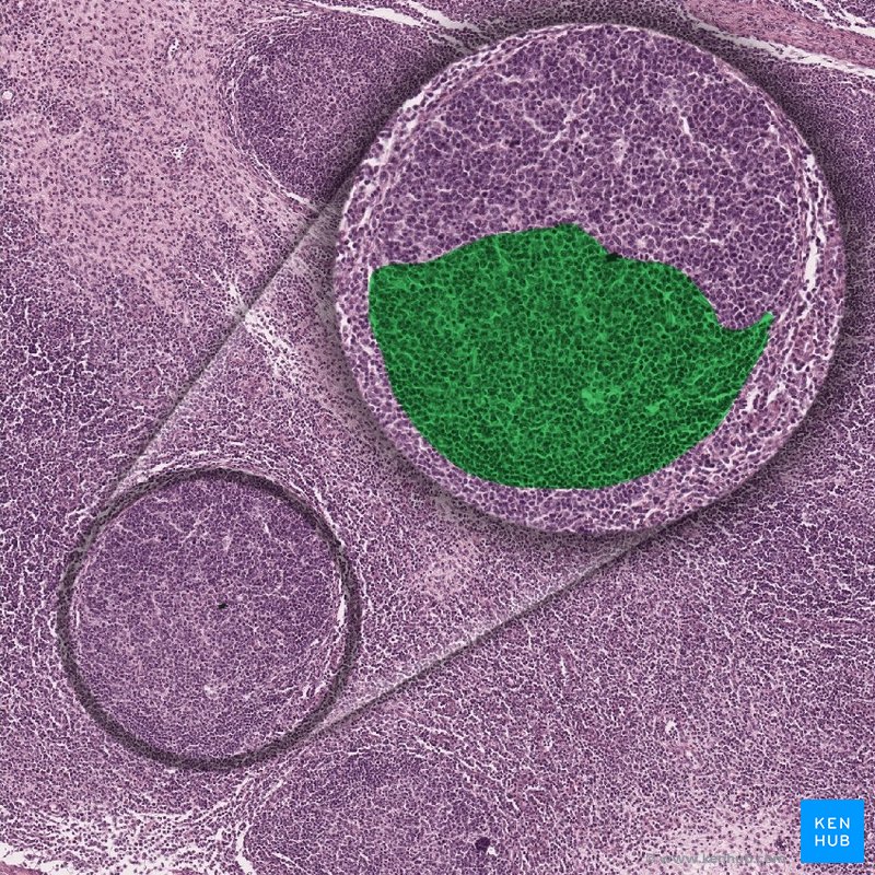 Centrocytes - histological slide