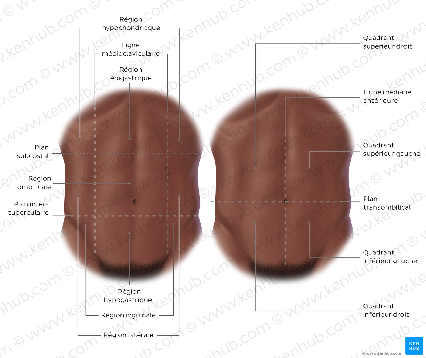 Régions de l’abdomen (vues antérieure et postérieure)