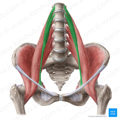 Músculo psoas menor (Musculus psoas minor); Imagen: Liene Znotina