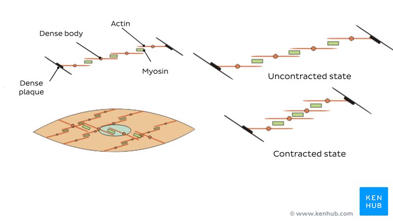 Actin-myosin filaments, smooth muscle