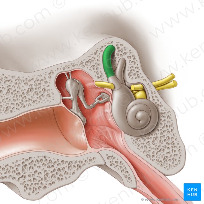 Canalis semicircularis anterior (Vorderer Bogengang); Bild: Paul Kim