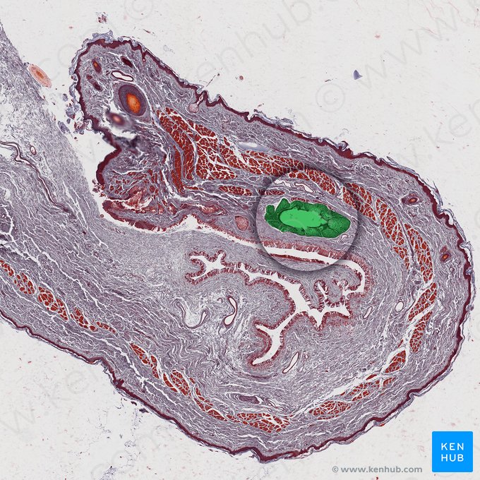 Tarsal gland (Glandula tarsalis); Image: 