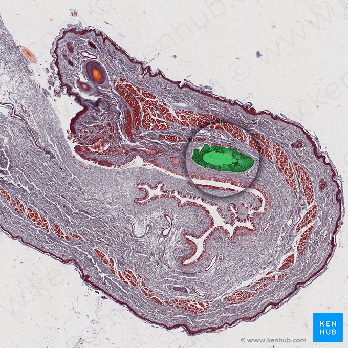 Glándula tarsal (Glandula tarsalis); Imagen: 