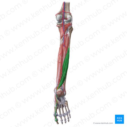 Músculo flexor longo do hálux (Musculus flexor hallucis longus); Imagem: Liene Znotina