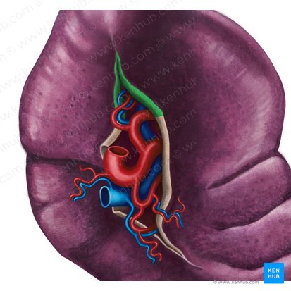 Ligamentum gastrosplenicum (Magen-Milz-Band); Bild: Irina Münstermann