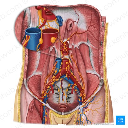 Retrocaval lymph nodes (Nodi lymphoidei retrocavales); Image: Irina Münstermann