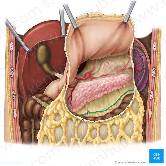 Arteria cólica media (Arteria colica media); Imagen: Esther Gollan