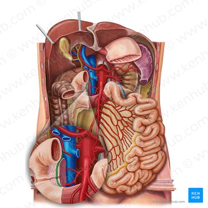 Arteria pancreaticoduodenalis superior anterior (Vordere obere Bauchspeicheldrüsen-Zwölffingerdarm-Arterie); Bild: Irina Münstermann