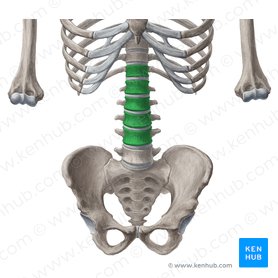 Bodies of vertebrae T12-L4 (Corpora vertebrarum T12-L4); Image: Yousun Koh