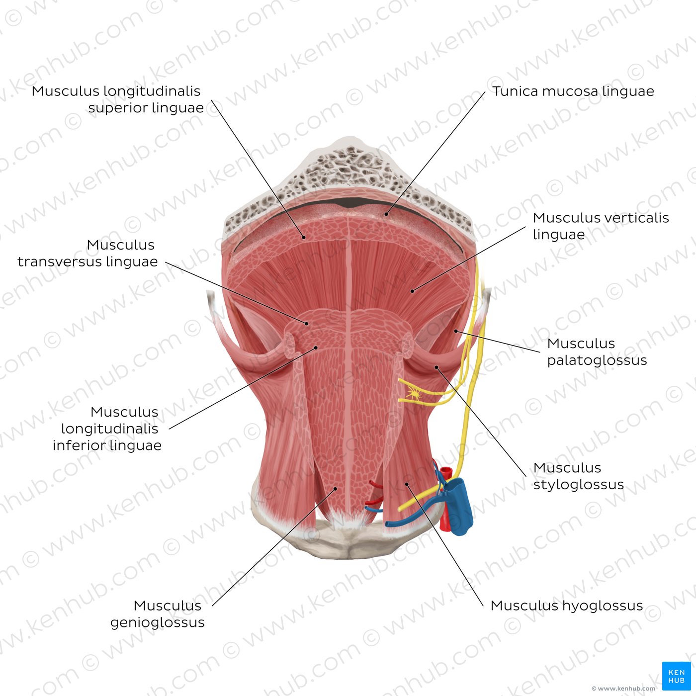 Tongue muscles (overview): coronal section