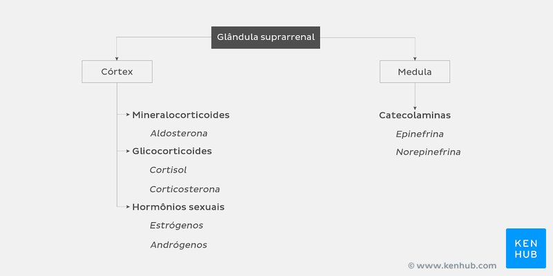 Hormônios da glândula suprarrenal