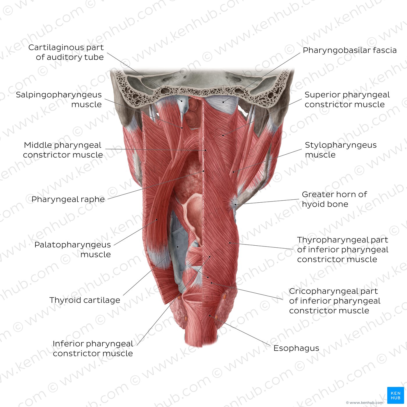 Muscles of the pharynx