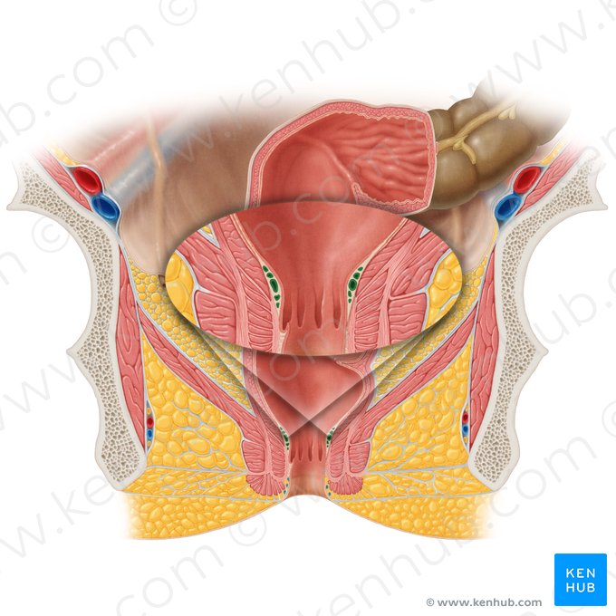 Plexo venoso rectal interno (Plexus venosus rectalis internus); Imagen: Samantha Zimmerman