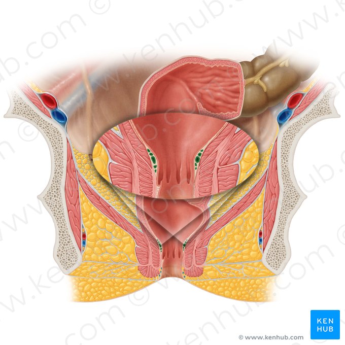 Plexus veineux anorectal interne (Plexus venosus rectalis internus); Image : Samantha Zimmerman