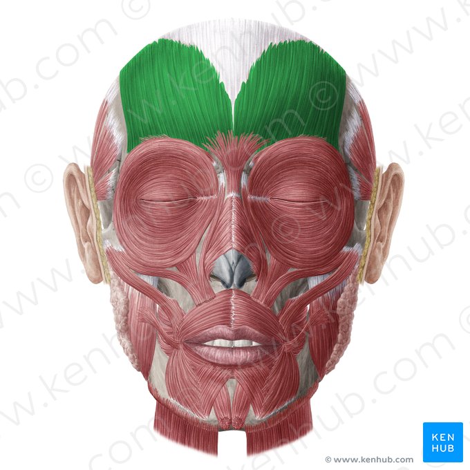 Musculus frontalis (Stirnmuskel); Bild: Yousun Koh