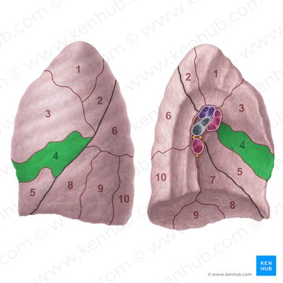 Segmento lingular superior do pulmão esquerdo (Segmentum lingulare superius pulmonis sinistri); Imagem: Paul Kim