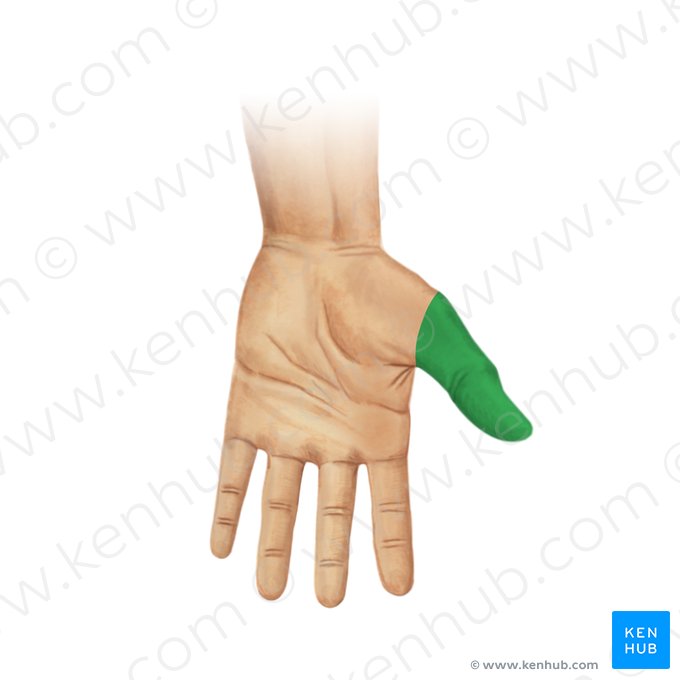 Dedo pulgar (Pollex); Imagen: Paul Kim