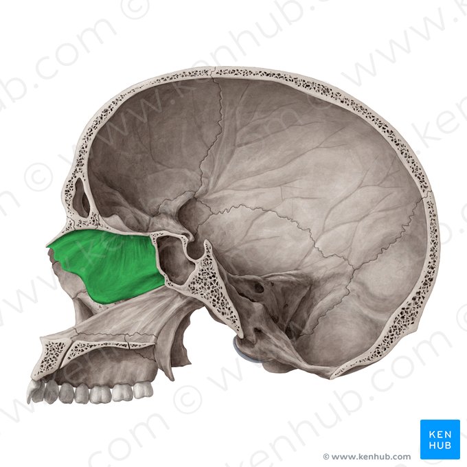 Lâmina perpendicular do osso etmoide (Lamina perpendicularis ossis ethmoidalis); Imagem: Yousun Koh