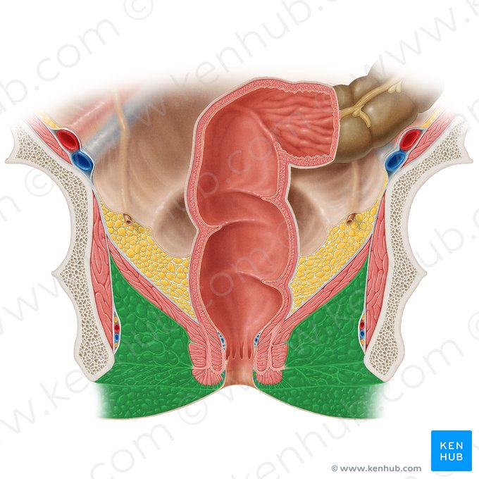 Ischioanal fossa (Fossa ischioanalis); Image: Samantha Zimmerman