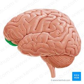 Orbitofrontal cortex (Cortex orbitofrontalis); Image: Yousun Koh