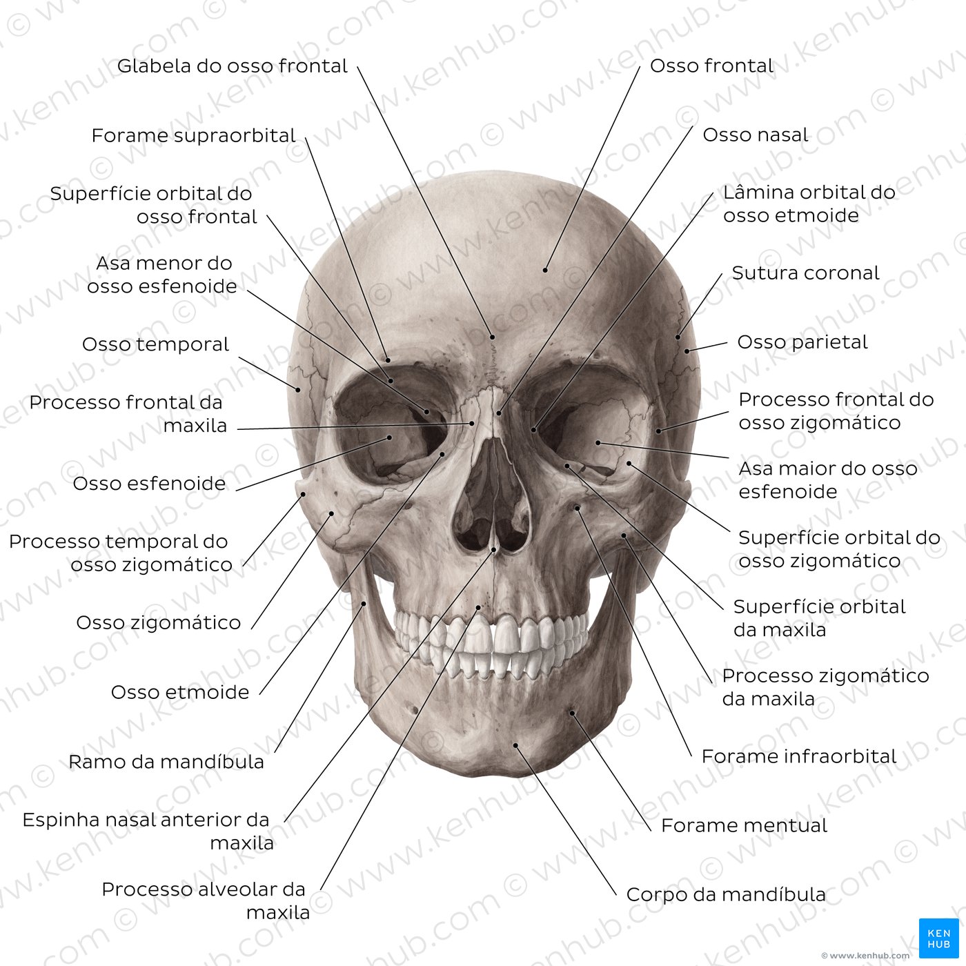 Estruturas do crânio nomeadas - vista anterior