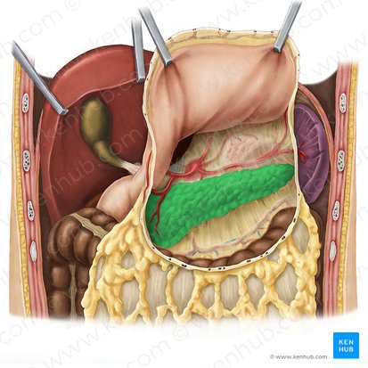 Pancreas (Bauchspeicheldrüse); Bild: Esther Gollan