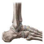 Cuboid bone