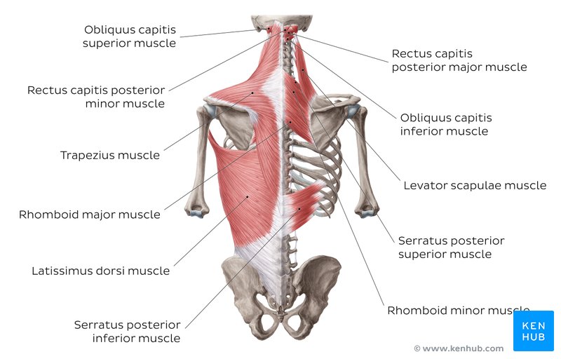 Muscles of the trunk: Anatomy, diagram, pictures | Kenhub