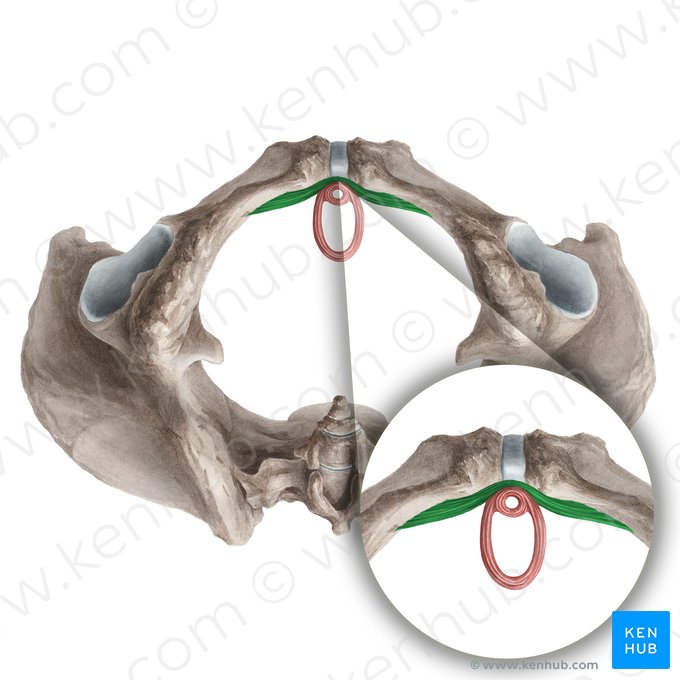 Músculo compressor da uretra (Musculus compressor urethrae); Imagem: Liene Znotina