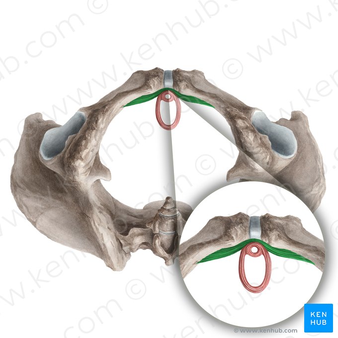 Compressor urethrae muscle (Musculus compressor urethrae); Image: Liene Znotina